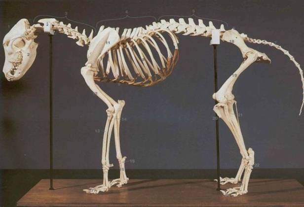 скелет собаки 
