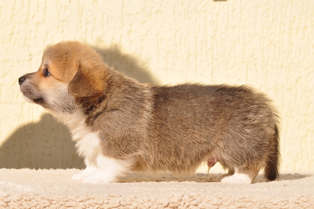 puppies for sale welsh corgi pembroke red and white male
