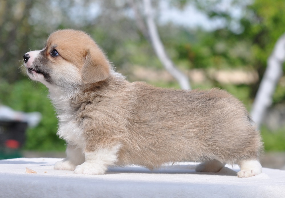 цуценя коргі пес рудо-білий з хвостом