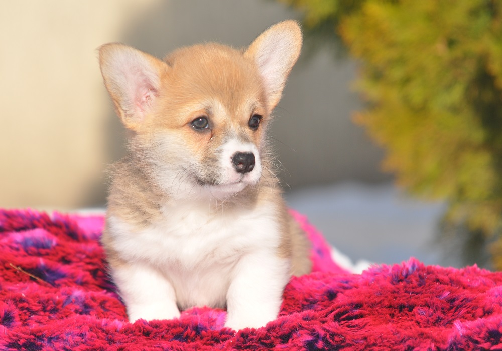 вельш коргі пемброк цуценя рудо-біла дівчинка