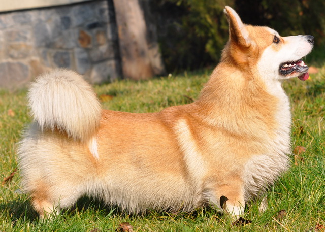 Standard du Welsh Corgi Pembroke