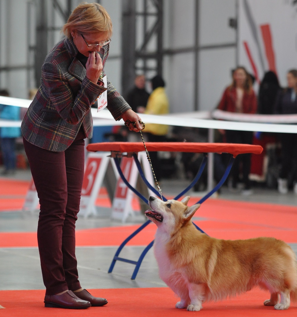вельш корги выставка собак в Харькове 