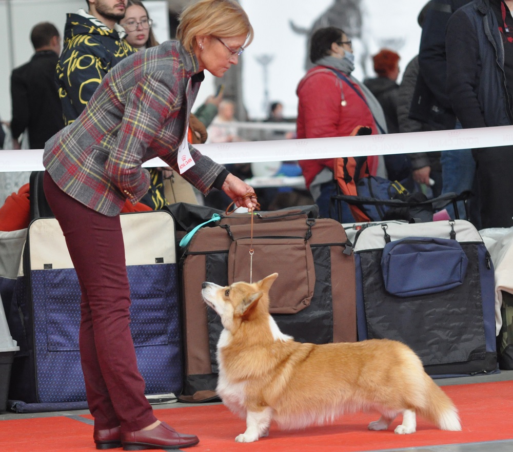 вельш корги выставка собак в Харькове