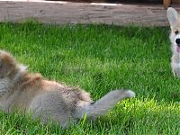 Orden Keltov corgis / foto puppies 