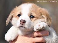 ORDEN KELTOV "H" -LITTER : 45 days old| welsh corgi pembroke| puppies