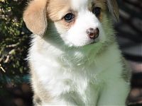 ORDEN KELTOV "H" -LITTER : 45 days old| welsh corgi pembroke| puppies