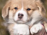 ORDEN KELTOV "H" -LITTER : дети Брэнди и Чарли II | Welsh Corgi Pembroke Puppies 