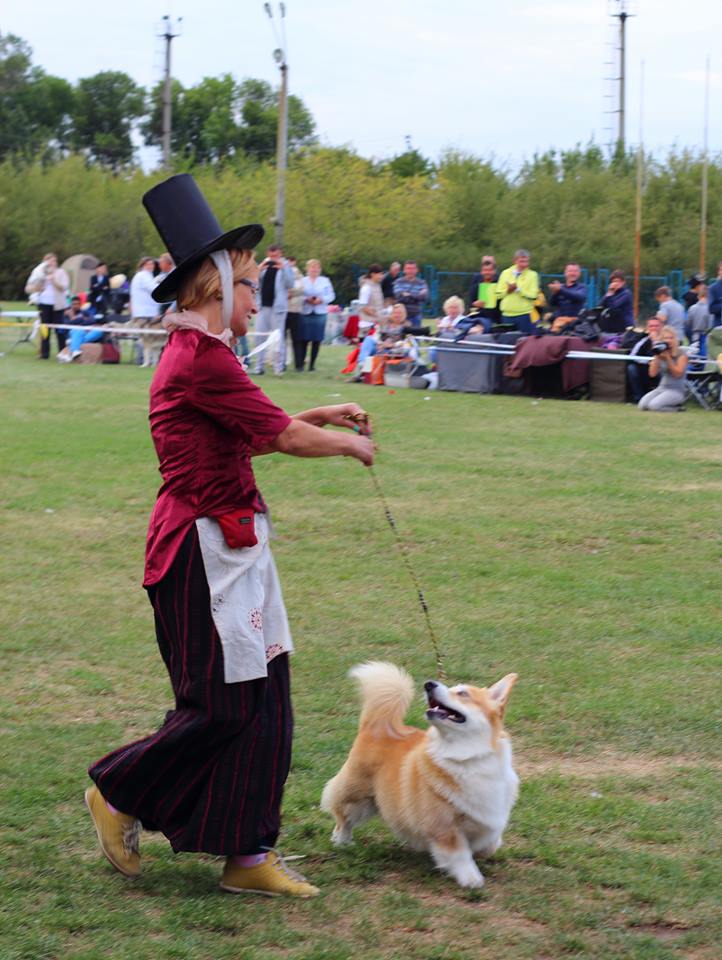 Вельш корги пемброк