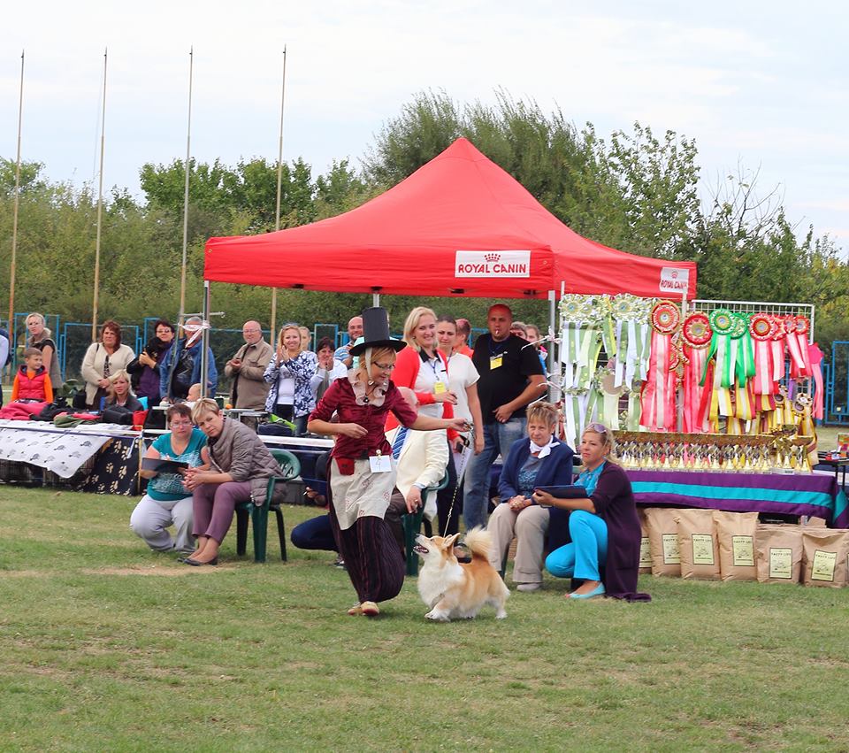 Вельш корги пемброк