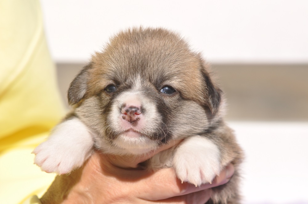 welsh corgi pembroke puppy bitch 