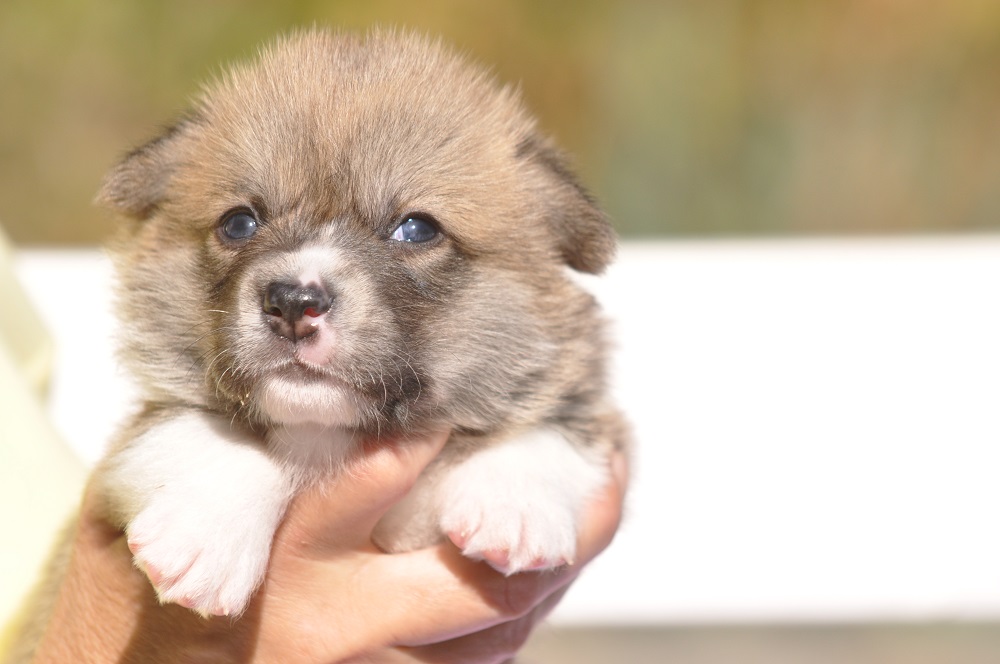 welsh corgi pembroke puppy bitch 