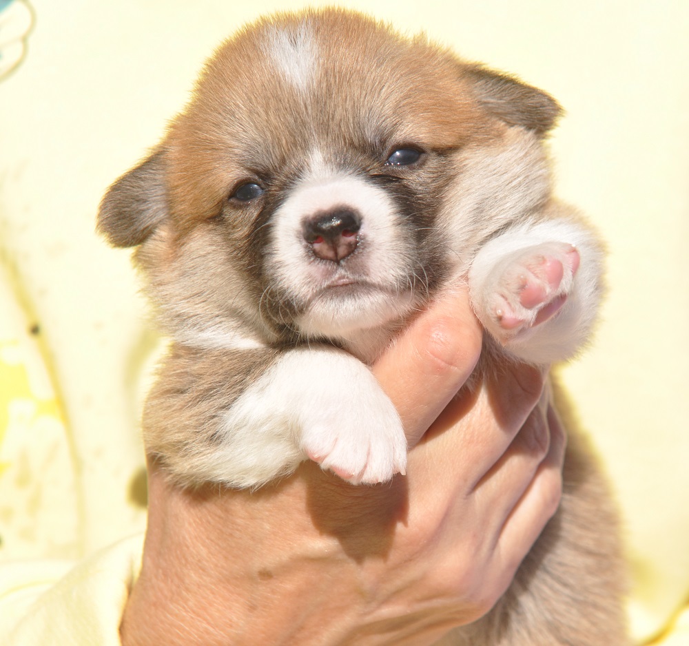 welsh corgi pembroke puppy bitch 