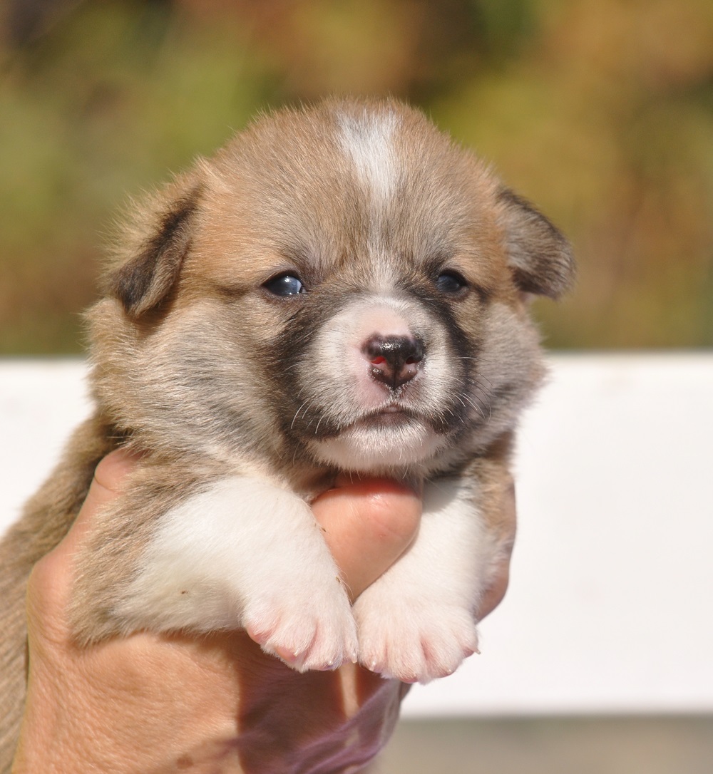 welsh corgi pembroke puppy male