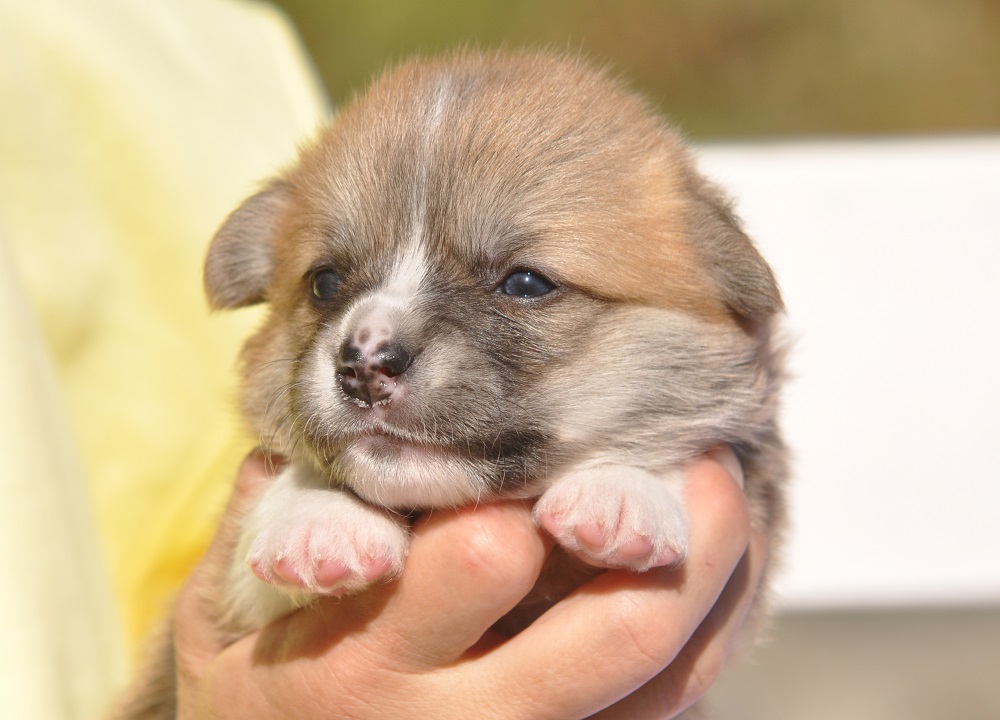 welsh corgi pembroke puppy male