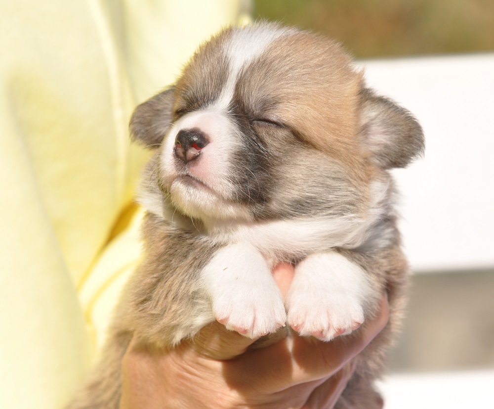 welsh corgi pembroke puppy male