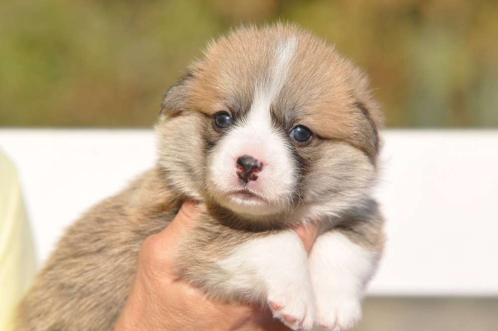 welsh corgi pembroke puppy male