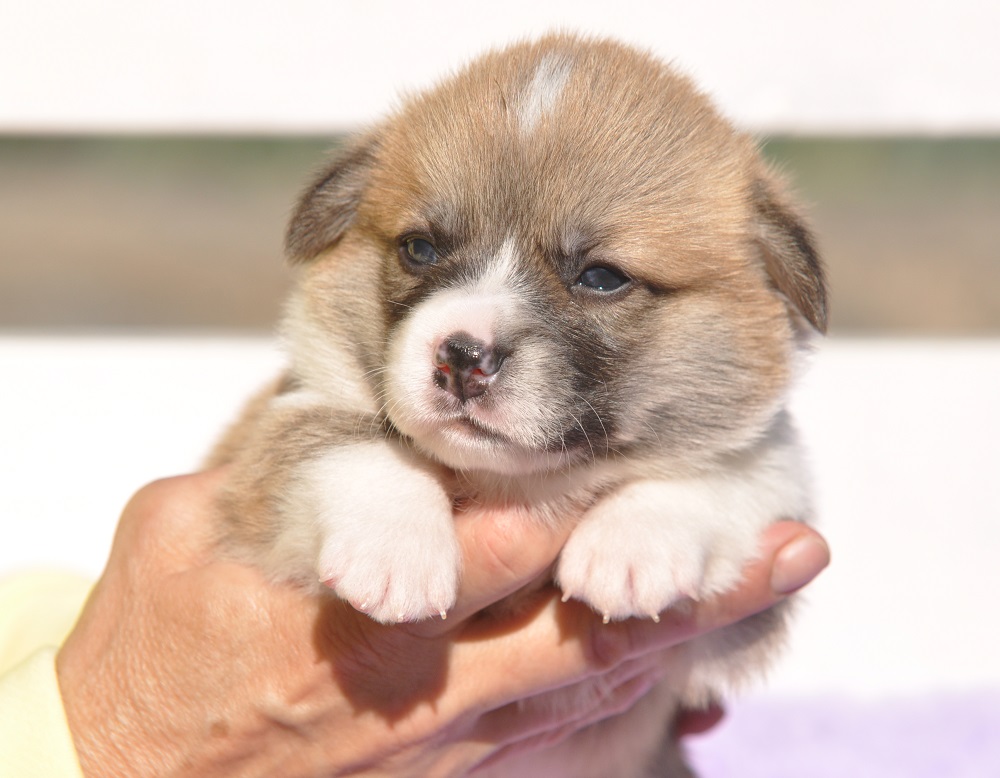 welsh corgi pembroke puppy male