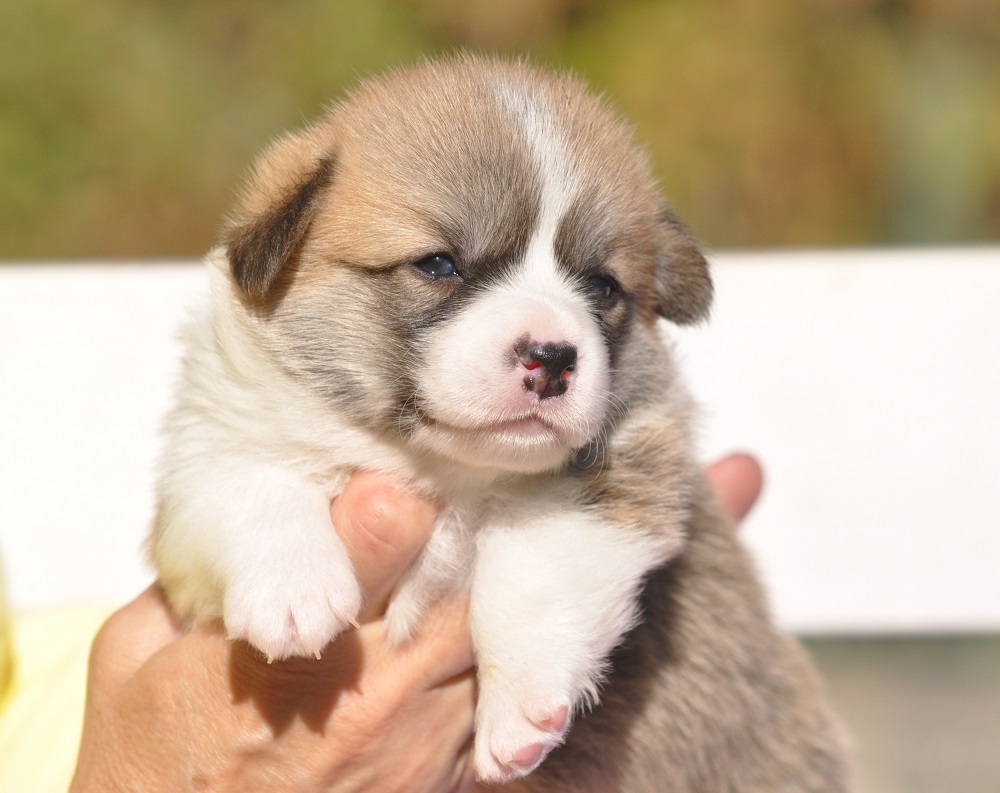 welsh corgi pembroke puppy male