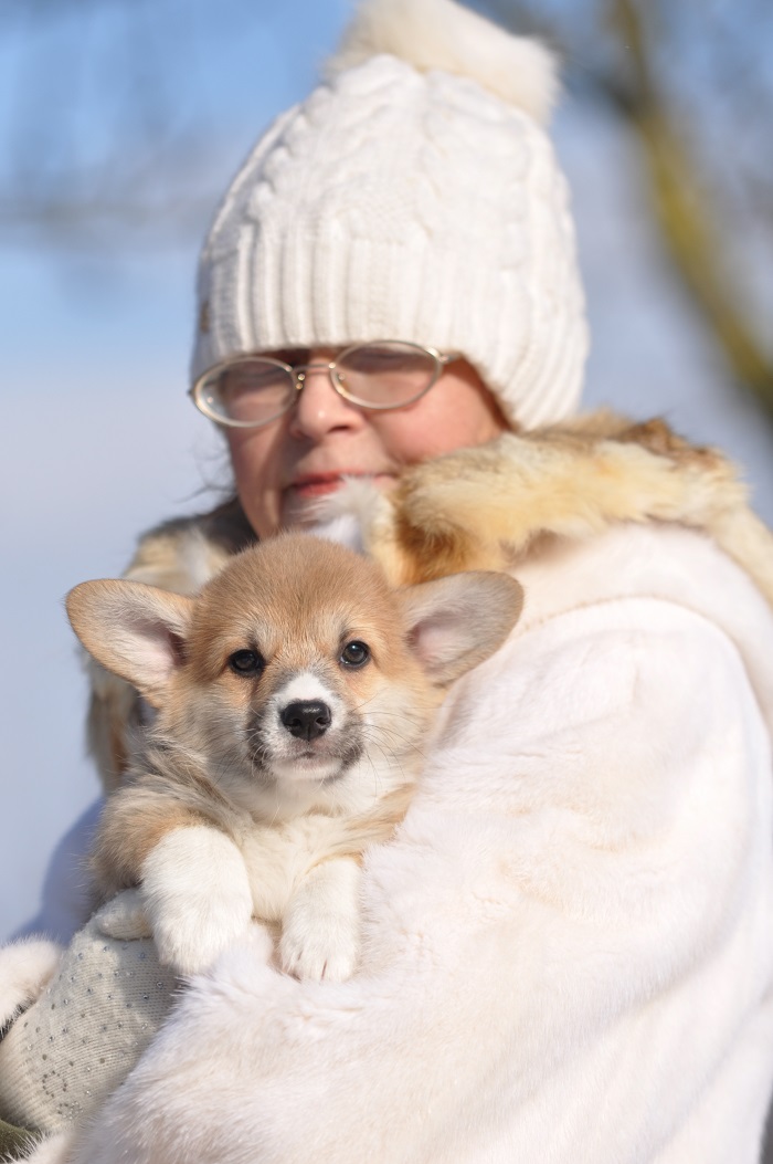 цуценя корргі вельш коргі пемброк цуценя рудо-біла дівчинка