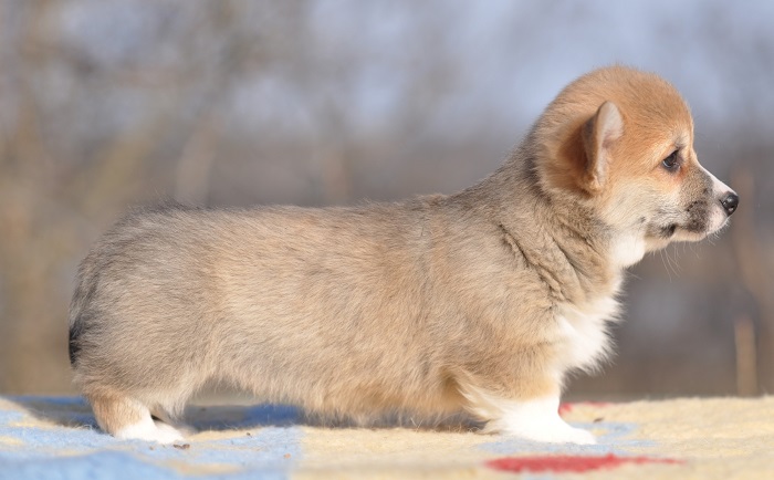 цуценята вельш коргі вельш коргі пемброк цуценя рудо-біла дівчинка