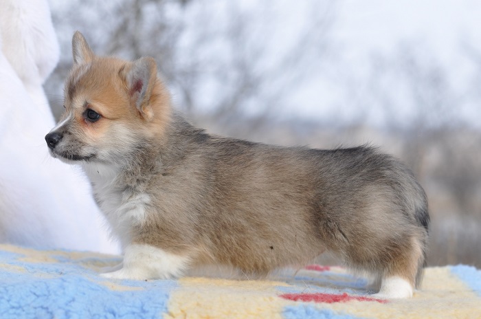 вельш коргі Фокс вельш коргі пемброк цуценя /кобель з доовгим хвостом